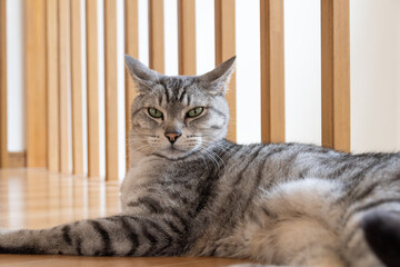 くつろぐ猫　サバトラ猫