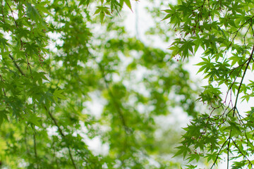 Fresh Green Young Leaf Forest Maple Trees Sunlight Twinkling Light Relaxing Green Healing Background Material　新緑の若葉の森林　楓の木漏れ日　きらきら光　リラックス緑　癒し　背景素材