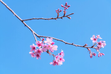 Obraz premium Pink Wild Himalayan Cherry blossom with clear blue sky