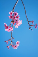 Pink Wild Himalayan Cherry blossom with clear blue sky