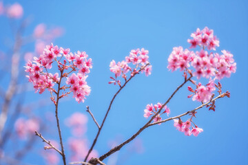 Pink Wild Himalayan Cherry blossom with clear blue sky