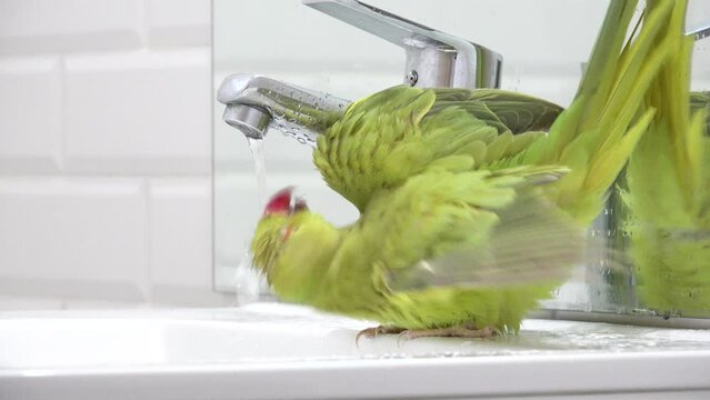 Parrot Bird Washing in Sink, Alexander Parrot Playing Drinking Water, Indian, Funny Ring-necked Parakeet Birds, Children Pets