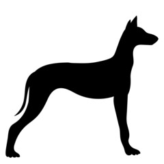 dog silhouette, on white background, isolated, vector