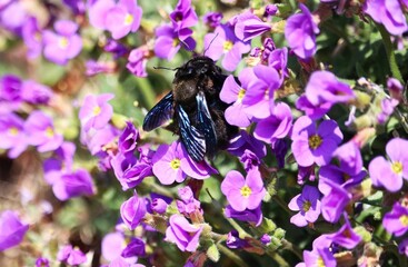 butterfly on lavender