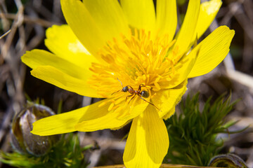Adonis vernalis is a perennial flowering plant in sping garden. Adonis vernalis is a medicinal plant. Yellow Adonis flowers in natural background