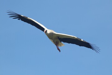 vulture in flight