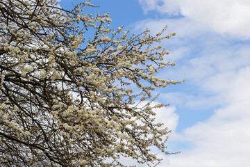 Wild white plum blossoms close up in a forest on a sunny spring day. Species Prunus cerasifera aka cherry plum or myrobalan plum