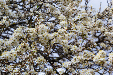 Wild white plum blossoms close up in a forest on a sunny spring day. Species Prunus cerasifera aka cherry plum or myrobalan plum