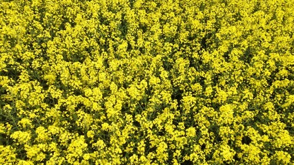 a blooming yellow rapeseed field in May