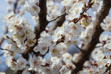 Bloom flower apricot tree. Apricot tree flowers with soft focus. Spring white flowers on a tree branch. Apricot tree in bloom