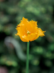 yellow tulip flower in the garden