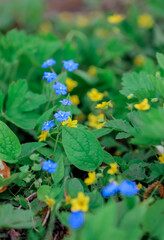 yellow blue flowers in the forest