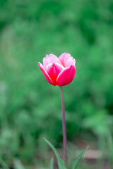 pink tulip in garden