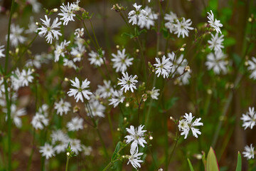 白いカッコウセンノウの花