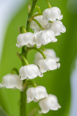 close-up photograph of lily of the valley bells