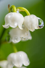 close-up photograph of lily of the valley bells