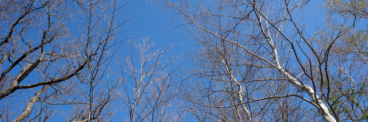 Looking up at the branches of deciduous trees in spring with a blue sky. Panorama
