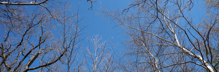Looking up at the branches of deciduous trees in spring with a blue sky. Panorama