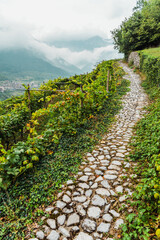 Fototapeta na wymiar Mountainside with vineyards on a cloudy day in the Italian Alps.