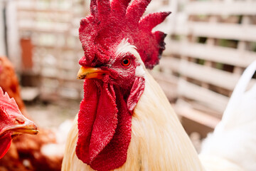 Sustainable and ecological farming, a proud rooster in his chicken coop.