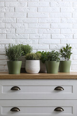 Different aromatic potted herbs on chest of drawers near white brick wall