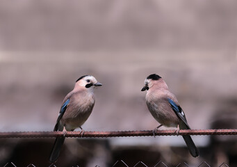 A pair of beautiful jays are sitting on the fence..