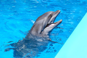 Dolphin swimming in pool at marine mammal park