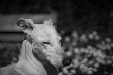 Fototapeta premium Galgo greyhound Alde close up in a field of daisies