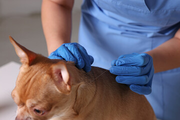Veterinary holding acupuncture needle near dog's neck in clinic, closeup. Animal treatment - obrazy, fototapety, plakaty