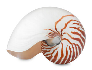 One beautiful nautilus shell isolated on white