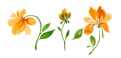 Freesia watercolor yellow flowers set twigs with buds in bloom isolated on white background