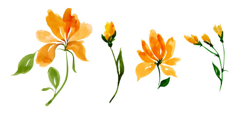 Set of yellow flowers isolated on white background.