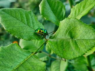A Jewel Bug in the midst of Nature.