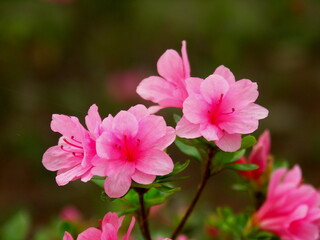 Fototapeta na wymiar 公園に咲く満開のピンクの躑躅の花