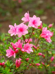 公園に咲く満開のピンクの躑躅の花
