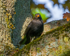 Blackbird perching on big tree trunk