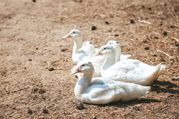 White Pekin ducks