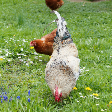 La Legbar (Gallus domesticus) race de poulet britannique au corps muscl&eacute;,  magnifique plumage soyeux ou camail cr&egrave;me, cr&ecirc;te rouge &eacute;rig&eacute;e, pattes jaunes en compagnie d'une poule pondeuse