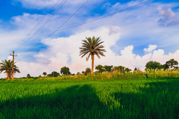 rice field with palm tree and sky.
