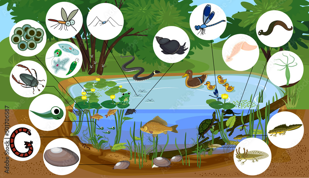 Sticker ecosystem of pond with different animals (birds, insects, reptiles, fishes, amphibians) in their nat - Stickers