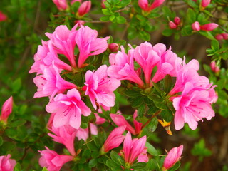 Obraz premium 公園に咲く満開のピンクの躑躅の花