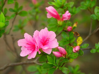 公園に咲く満開のピンクの躑躅の花
