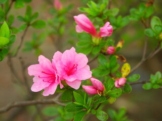 Obraz na płótnie Canvas 公園に咲く満開のピンクの躑躅の花