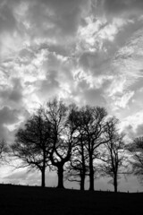 Sunset atmosphere in rural landscape of Iserlohn Sauerland Germany with vivid cloudy evening sky. Silhouette of a row of oak trees (quercus) backlit by sun. Contrasting black and white greyscale.