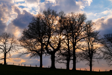 Fototapeta na wymiar Colorful sunset in rural landscape of Iserlohn Sauerland Germany on a springtime day with colorful cloudy evening sky. Silhouette of a row of oak trees (quercus) and cattle fence backlit by low sun.