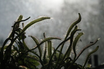 Carnivorous plant drosera capensis with its  bright colored sticky tentacles against the evening sky 