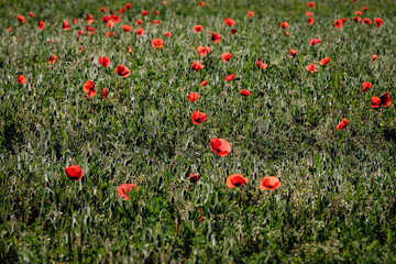 Coquelicots