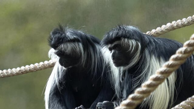 Abyssinian black and white colobus monkey
