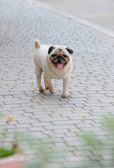 Obraz premium Bulldog puppy