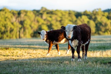 Close up of Stud Beef bulls and cows grazing on grass in a field, in Australia. eating hay and...